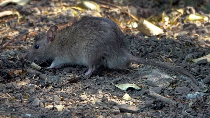 Plaga de ratas invade Paseo de la Reforma a pocos meses del Mundial de Futbol