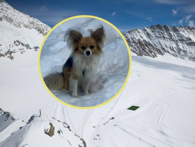 Gracias a su perrito chihuahua, un hombre logra ser rescatado de un glaciar en Suiza