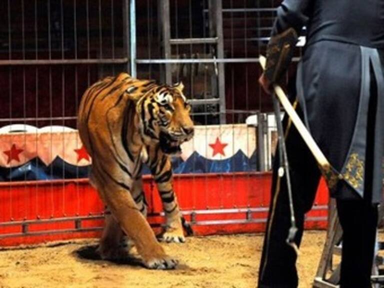 Investiga Profepa circo en Sonora