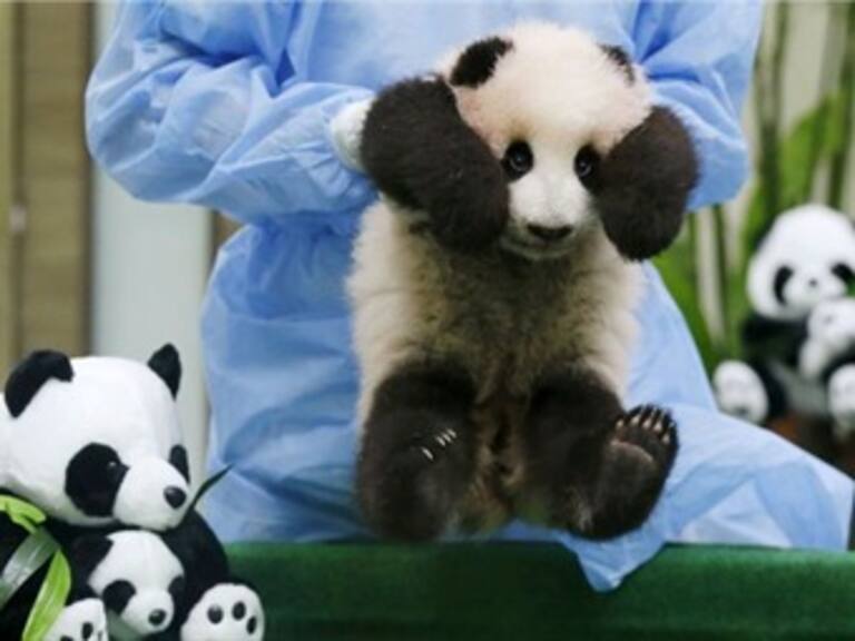China te paga por abrazar bebés pandas