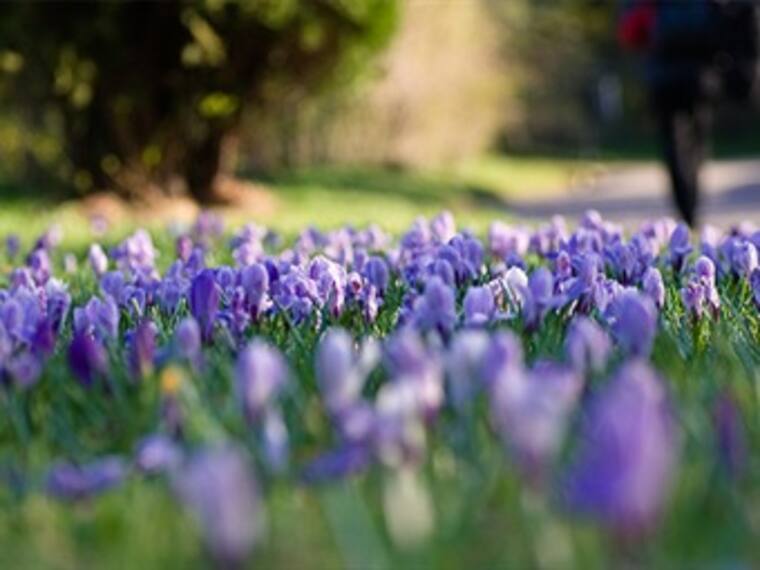 Comenzó la primavera. La Reata' del miércoles 20 de marzo