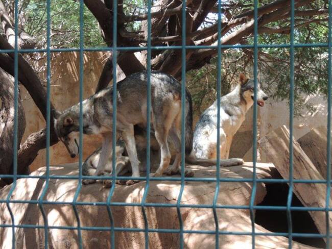 Pide Profepa mejoras en 58 zoológicos del país
