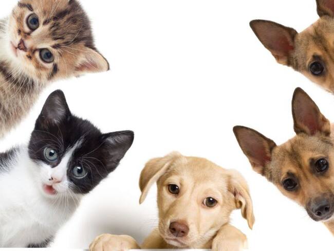 ¡No compres mascotas, adopta!