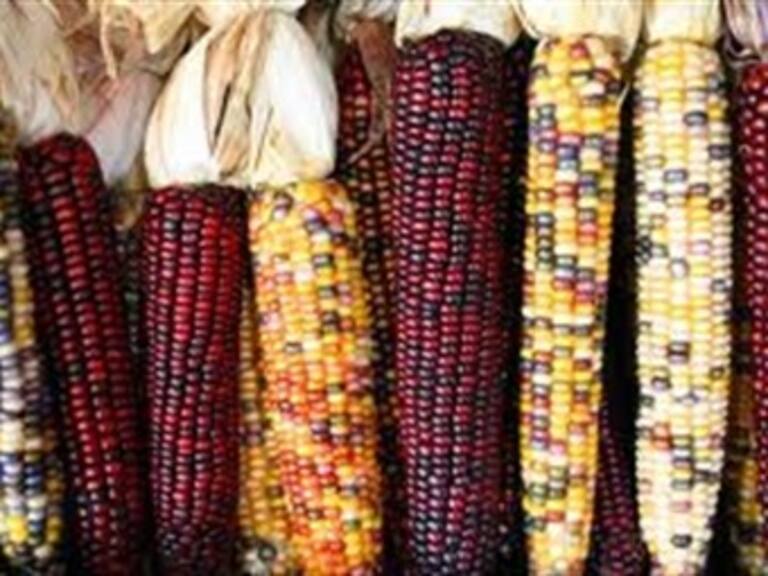 Cofepris deberá informar sobre riesgos por consumo de maíz genéticamente modificado