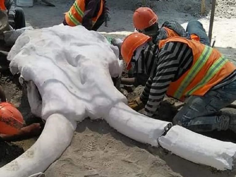 Encuentran restos de 60 mamuts en zona del aeropuerto en Santa Lucía