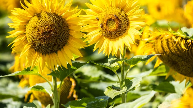 Santum: el campo de girasoles en Tlaxcala que se ilumina de noche