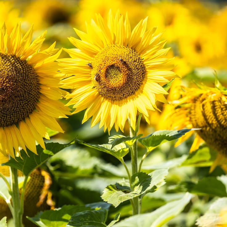 Santum: el campo de girasoles en Tlaxcala que se ilumina de noche