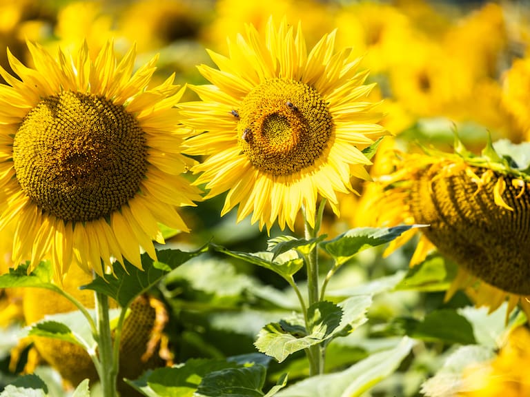 Mx - Campo de girasoles.