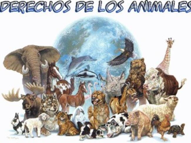 Derechos animales en Mazatlán. Maria Elena Hoyo, activista por los derechos de los animales. 09/02/13