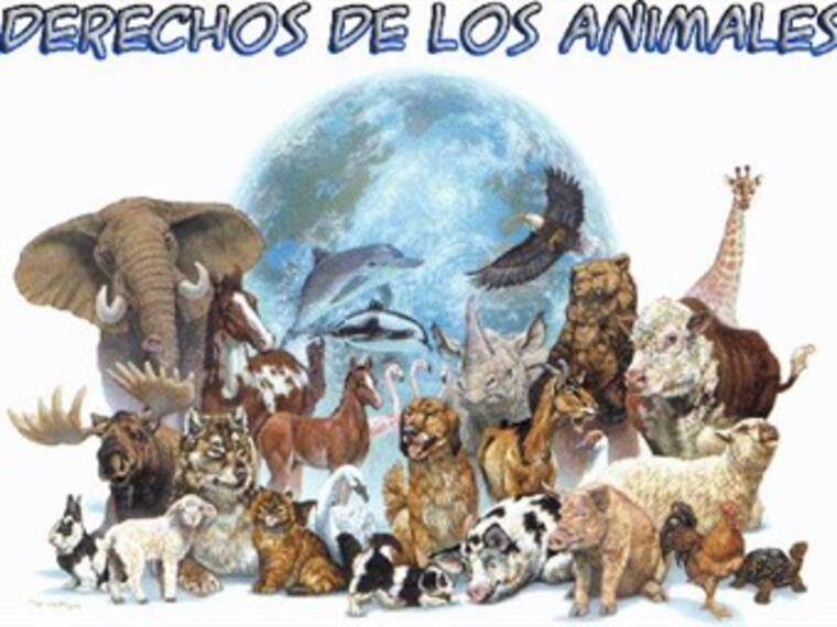 Derechos animales en Mazatlán. Maria Elena Hoyo, activista por los derechos de los animales. 09/02/13