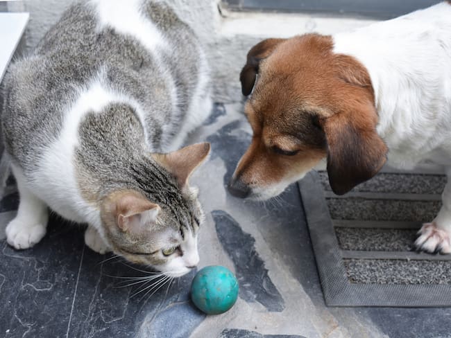 ¿Es obligatorio sacar la CURP para mascotas en Puebla 2025? Esto dice el Registro del Padrón Estatal de Perros y Gatos