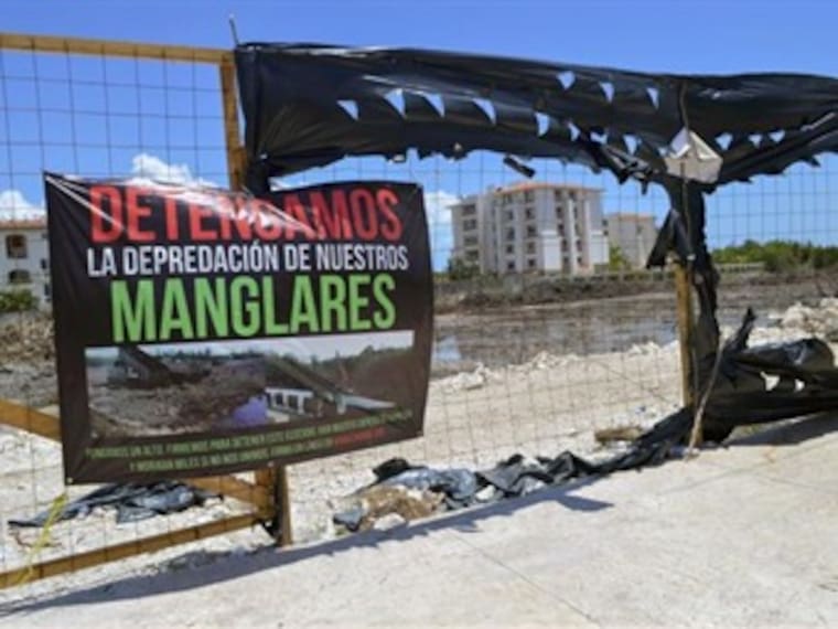 ¿Cómo han reaccionado los ecologistas respecto al manglar Tajamar?