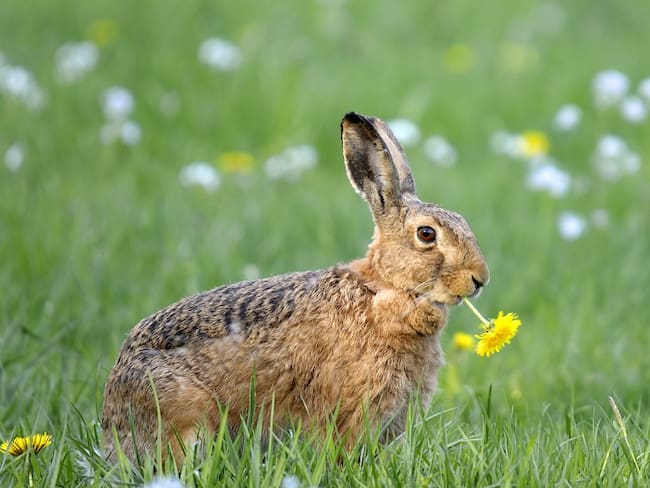 Ahora el conejo está en la lista roja de especies en peligro de extinción