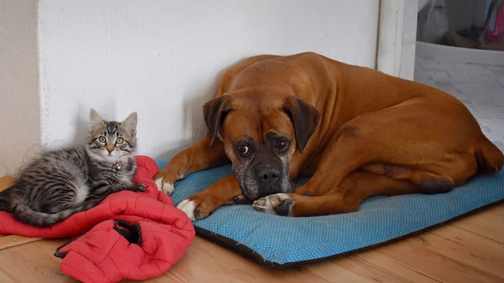 Gusano barrenador en CDMX: Síntomas y cómo se contagia en perros y gatos