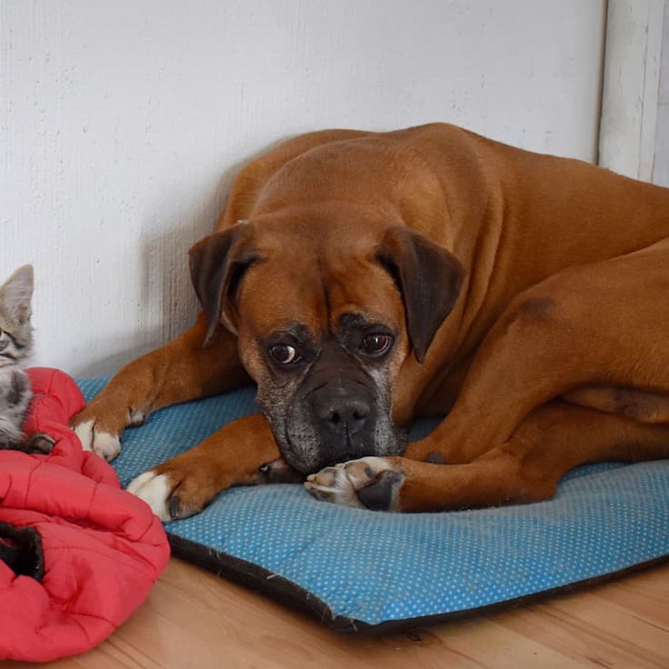 Gusano barrenador en CDMX: Síntomas y cómo se contagia en perros y gatos