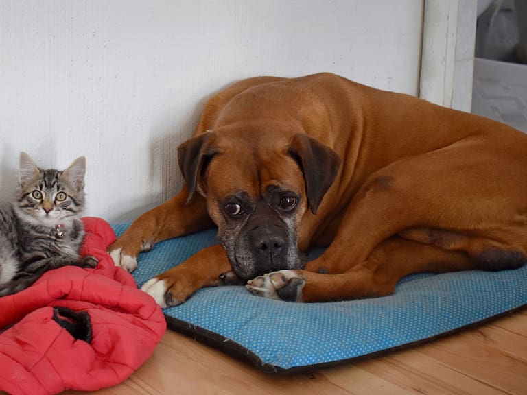 Conoce síntomas, contagio y recomendaciones para proteger a perros y gatos. Getty Images