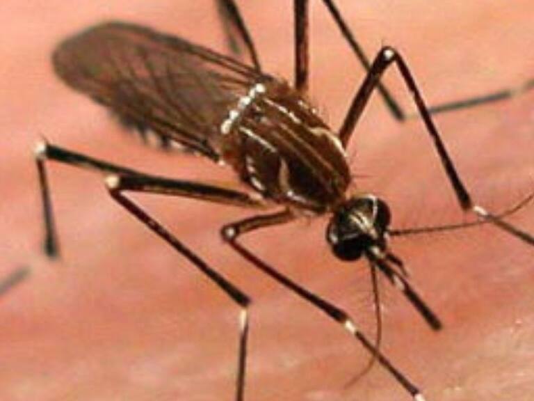 Entrevista sobre dengue, se esperan más casos en las próximas semanas