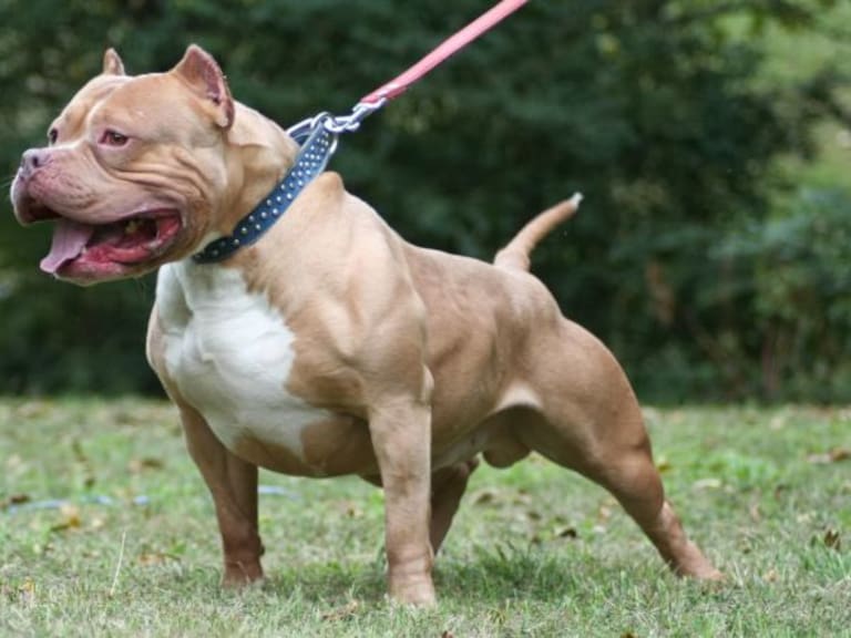 “Los perros Pitbull son peligrosos en manos de gente violenta”: Federación Mexicana del American Pitbull Terrier, A. C.