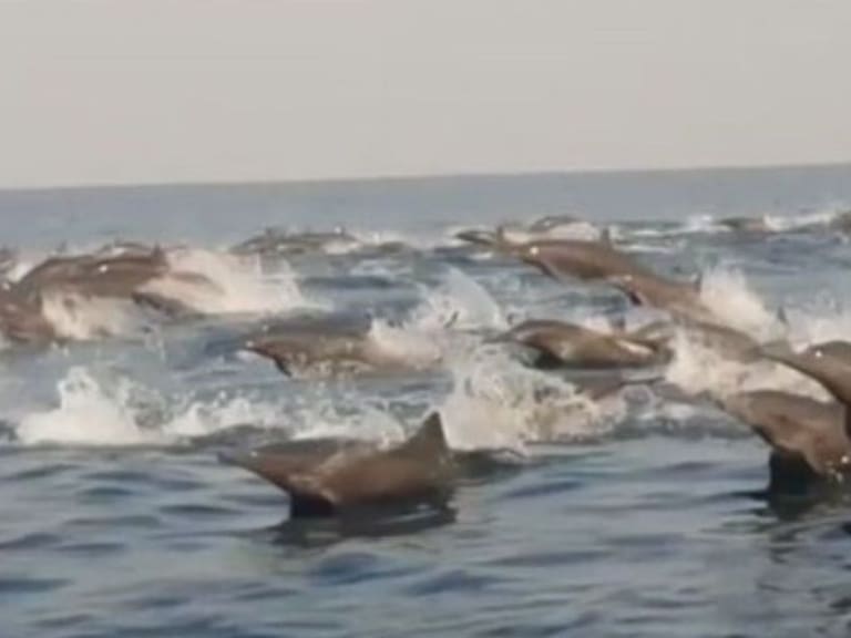 Captan delfines tornillo en las costas de Oaxaca