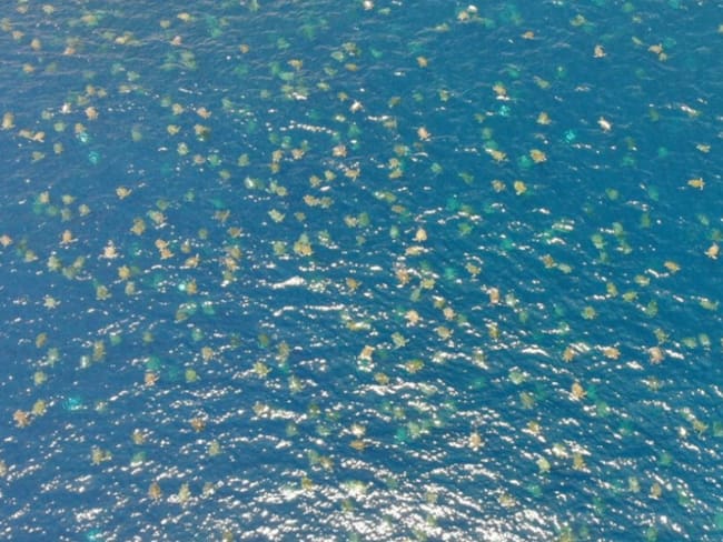 Belleza desde las alturas; dron capta más de 60 mil tortugas en el mar