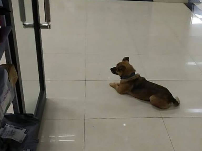 Perro espera por meses en un hospital a su dueño que falleció por COVID-19