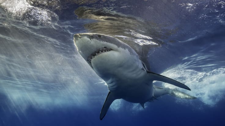 Tiburón ataca a hombre y lo tira del bote al meter las manos al agua |VIDEO