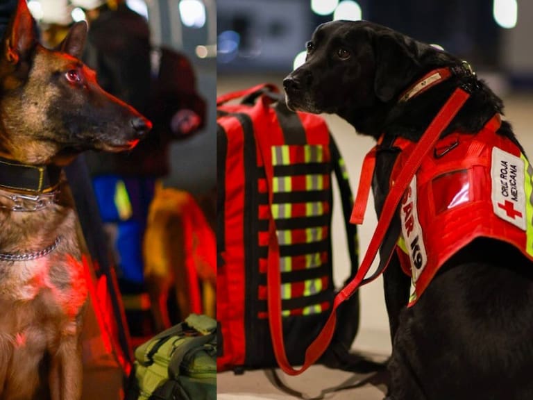 Los perritos rescatistas que ayudarán en Turquía y Siria tras sismo | FOTOS