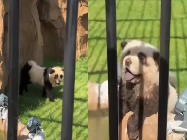 ¡Qué perro oso! Zoológico de China admite que sus “pandas” son perros pintados