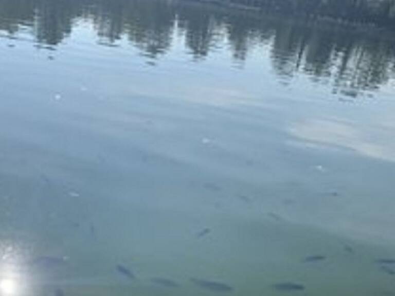 Sacmex indagará “atípica” muerte masiva de peces en Lago de Chapultepec