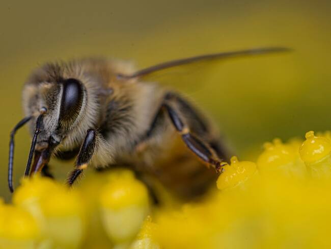 SCJN buscará que las abejas sean sujetos de derecho