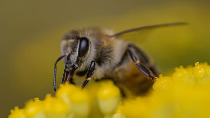 SCJN buscará que las abejas sean sujetos de derecho