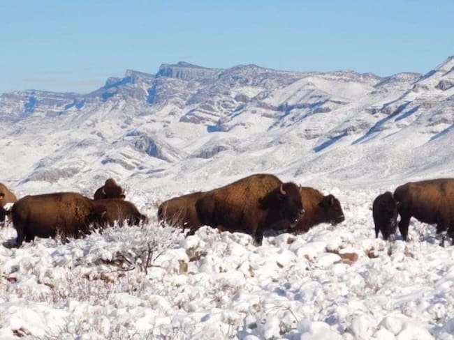 Mantiene Profepa investigación sobre caza de bisonte en rancho de Coahuila