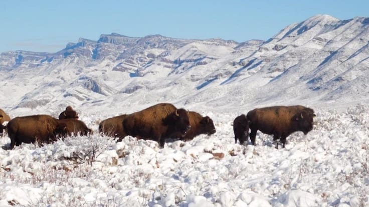 Mantiene Profepa investigación sobre caza de bisonte en rancho de Coahuila