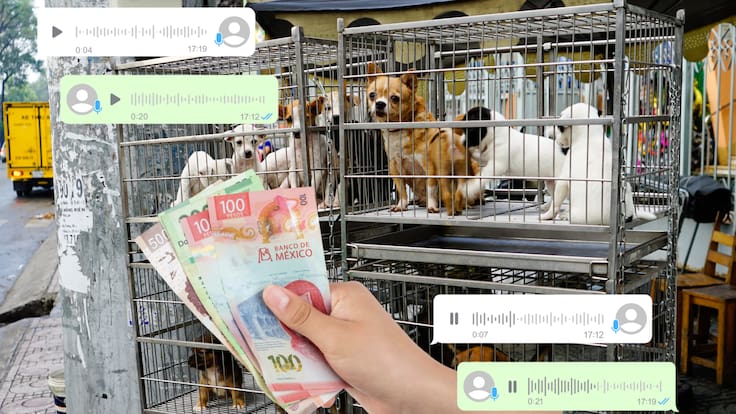 CDMX busca ponerle freno a la venta de perros y gatos por redes sociales; ¿Qué cambiaría si se pone en práctica?
