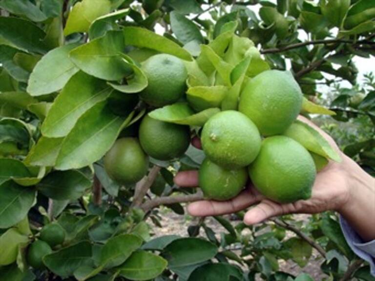 Esperan cosecha de Colima para estabilizar precio del limón