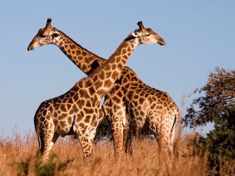 ¿Sabes por qué las jirafas tienen el cuello tan largo?