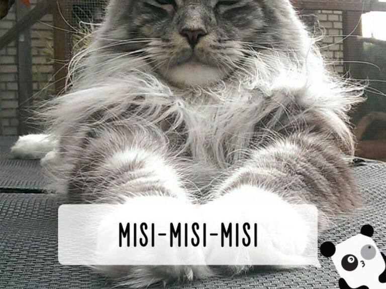 Así le llaman a los gatos en distintas partes del mundo