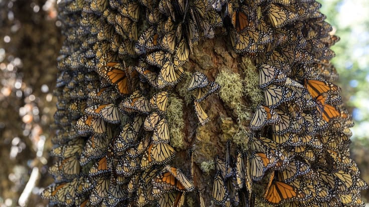 Santuarios de la mariposa monarca; todos los detalles para que los visites