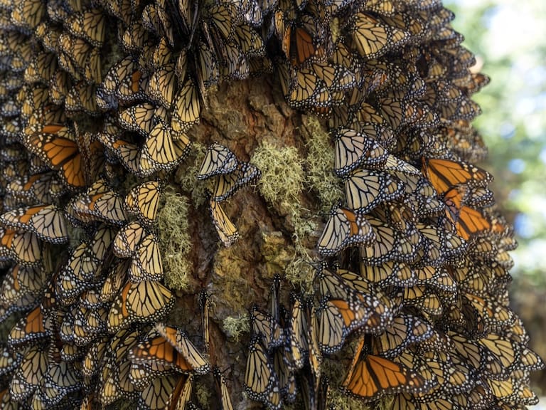 Santuarios de la mariposa monarca; todos los detalles para que los visites