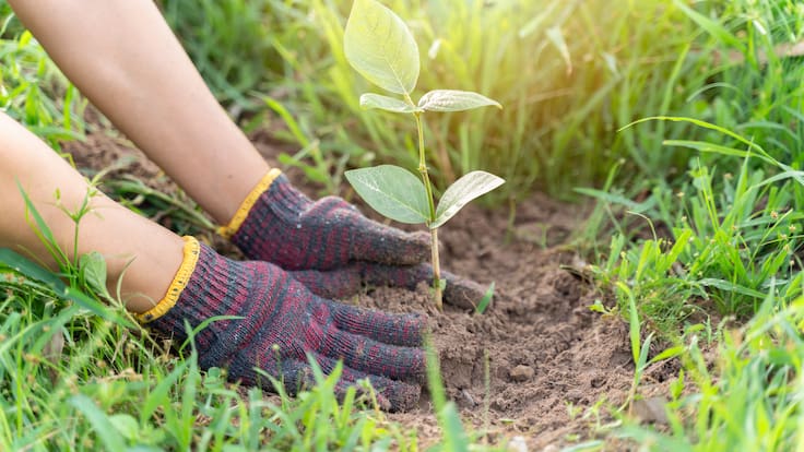 Plant Fest 2026 llega a CDMX: ¿cuándo y dónde será?