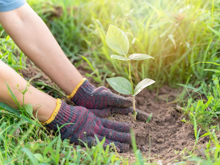Mx - Plant Fest 2026 llega a CDMX.