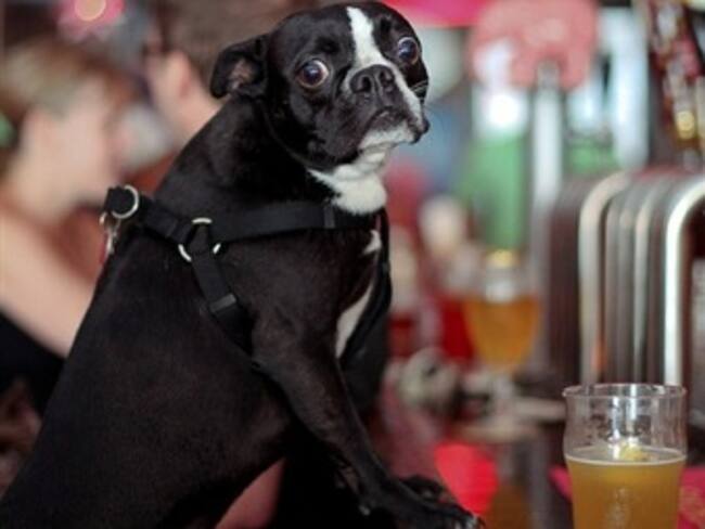 Inauguran bar Toutou para perros en Bélgica