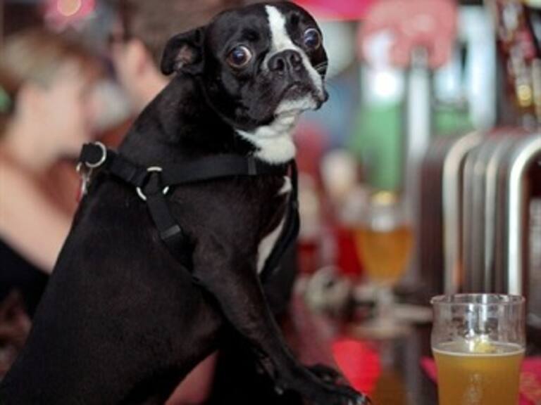 Inauguran bar Toutou para perros en Bélgica