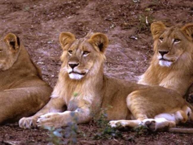 Llegada de nuevas leonas. Juan Govea, curador de mamíferos 18/05/13