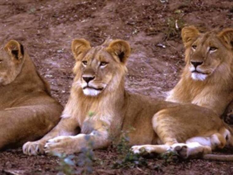 Llegada de nuevas leonas. Juan Govea, curador de mamíferos 18/05/13