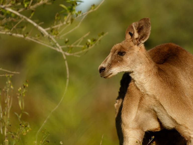 Reportan envenenamiento de Skippy, un canguro en Orizaba