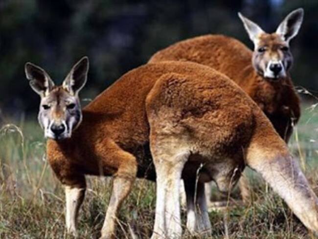 Canguros Rojos.'El Reino Animal' con Marielena Hoyo