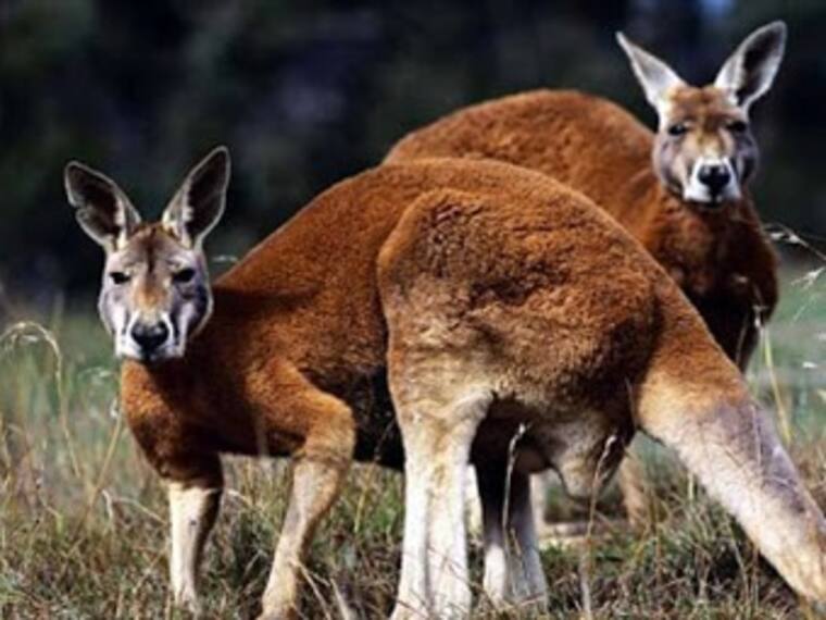 Canguros Rojos.'El Reino Animal' con Marielena Hoyo