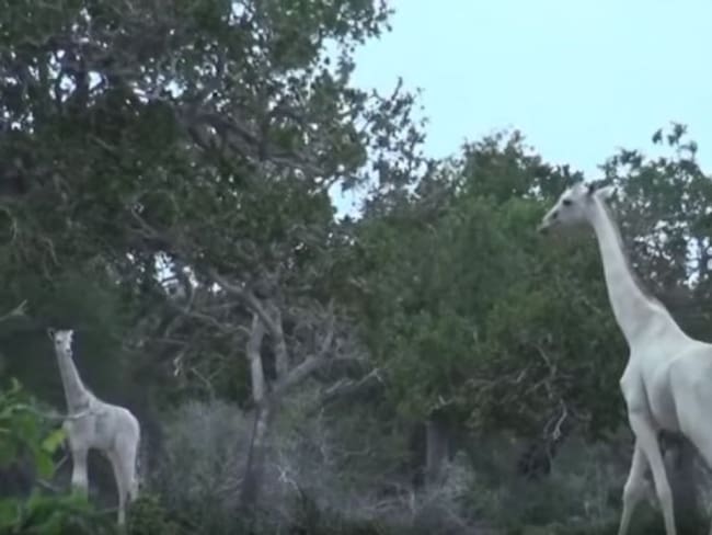 Descubren jirafas blancas en Kenia