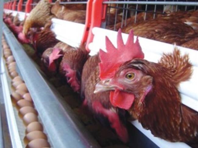 Importa México huevo de EU para recuperar producción